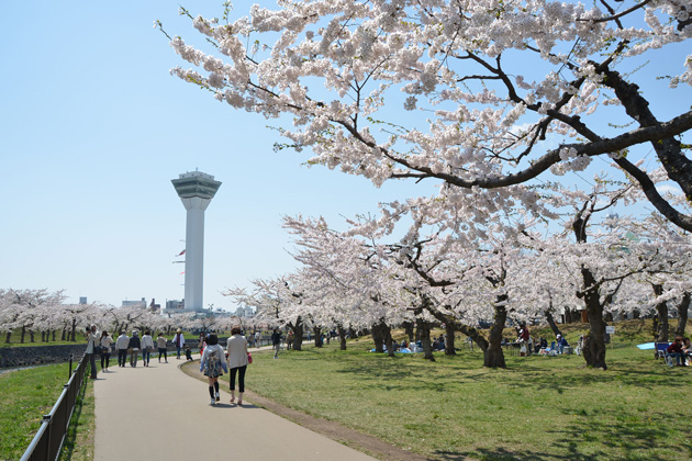 サクラが満開の五稜郭公園に、たくさんの人が訪れます。