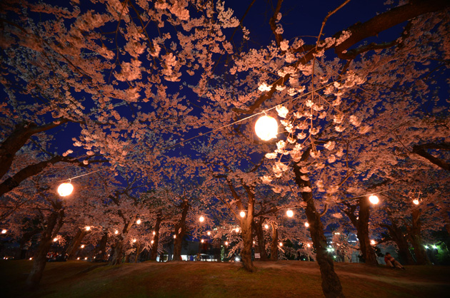 花見シーズンは、夜桜が楽しめる「花見電飾」を点灯します。