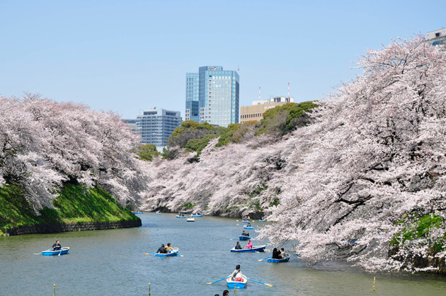 サクラの見ごろを迎える千鳥ヶ淵緑道。
