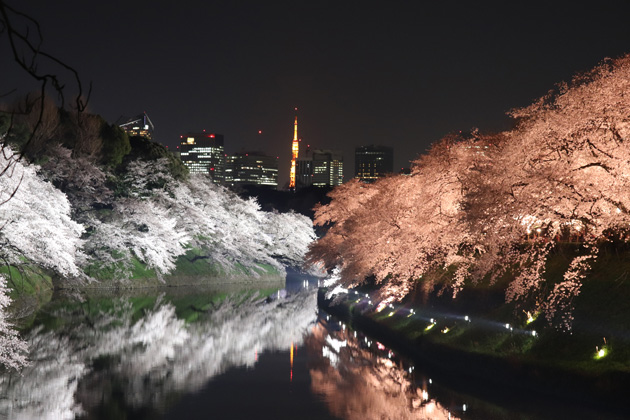 さくらまつりの期間中にライトアップされる様子。