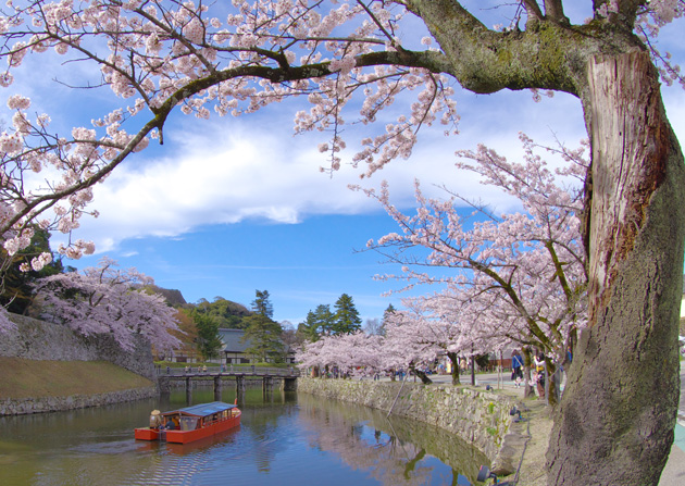 屋形船からのお花見もおすすめ。
