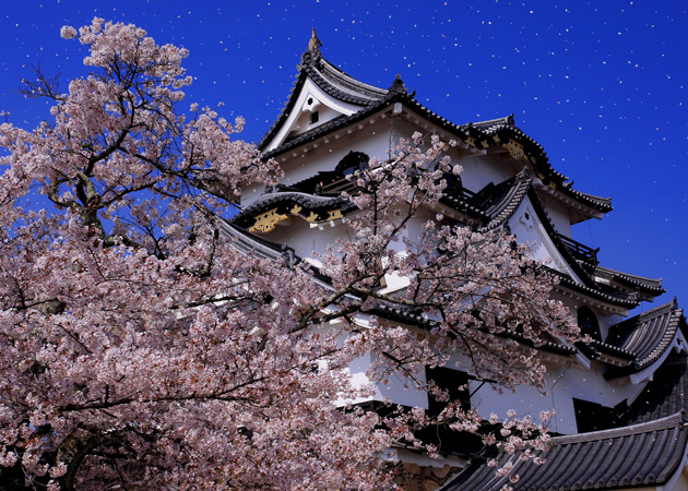花びら舞う彦根城。