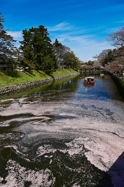 サクラが散った後は、お堀に「花筏（はないかだ）」が現れます。