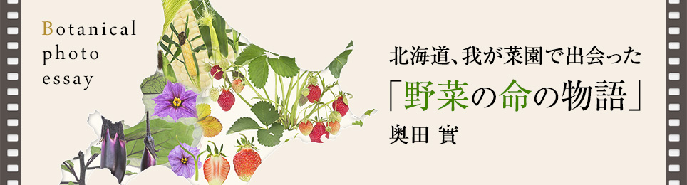 北海道、我が菜園で出会った「野菜の命の物語」