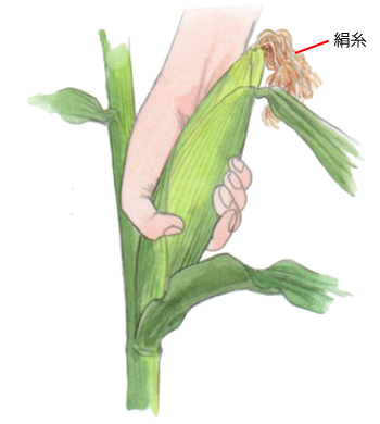 イラスト：角しんさく