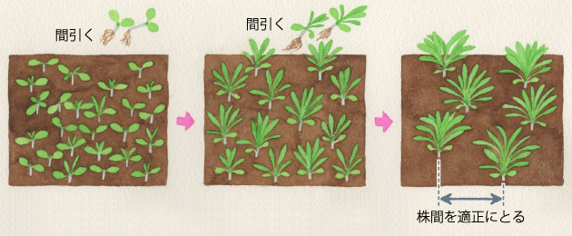 芽が出たら、葉と葉が触れ合わない程度に、順に間引いていきます。一度に全部間引かずに、適度に隣の芽と競争させながら育てるのがポイントです。ただし、混み合うと徒長や生育不良を招きますイラスト：阿部真由美