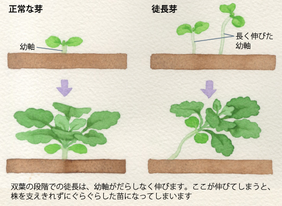 イラスト：阿部真由美