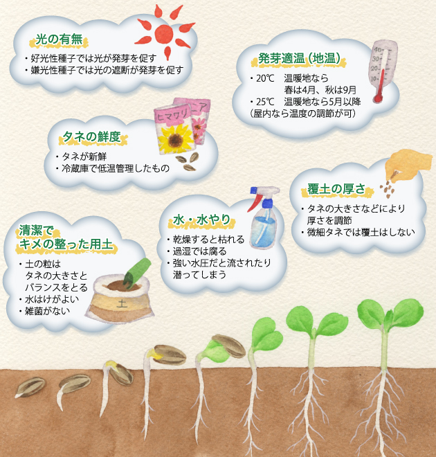 イラスト：阿部真由美