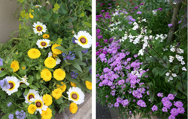 数年前の方がレイズドベッドの草花たちの花つきがよかったかもしれないと気づくのも、撮りためた写真のおかげです