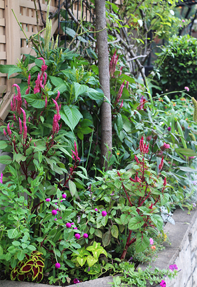玄関側の花壇。いろいろな種類を植えていますが、緑も豊かでゴテゴテ感はありません