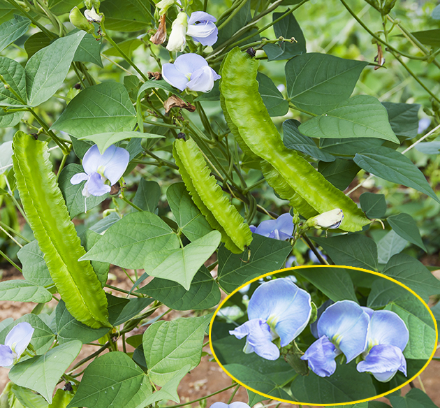 莢の長さが10～15cmになった頃が食べ頃　写真：谷山真一郎