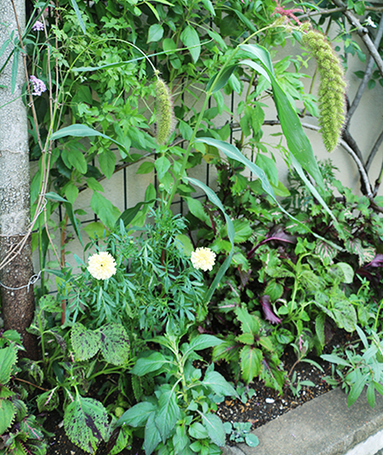 植えつけの時は、まだ小苗なので、育っていく姿も楽しみです