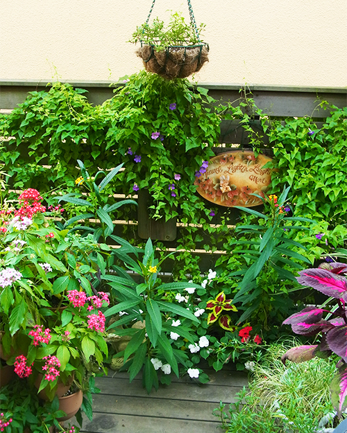 夏の草花は色鮮やかですが、グリーンの分量も多いのでナチュラルにまとまります