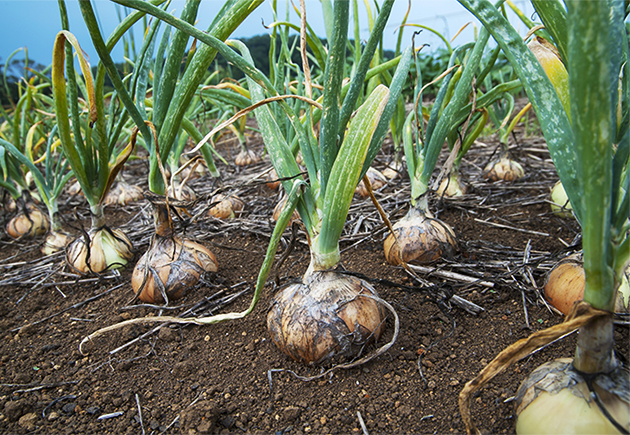 貯蔵性もよい中晩生種は、家庭菜園におすすめの健康野菜　写真:谷山真一郎 