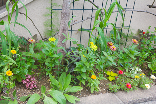 苗を植えたばかりの夏花壇。株間が空いていて寂しいように見えますが、この後、大きく株を広げます