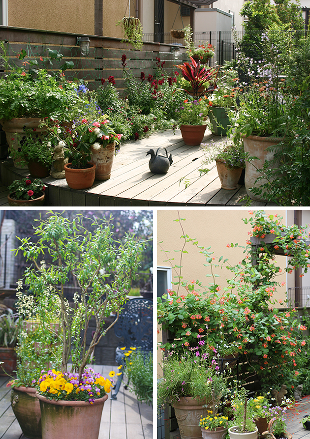 デッキにコンテナを置いたり、フェンスにつる性の植物をはわせたりすることで、華やかな花と緑のスペースになりました。コンテナの配置の仕方によっても庭の趣が変わるので、いろいろ試しています