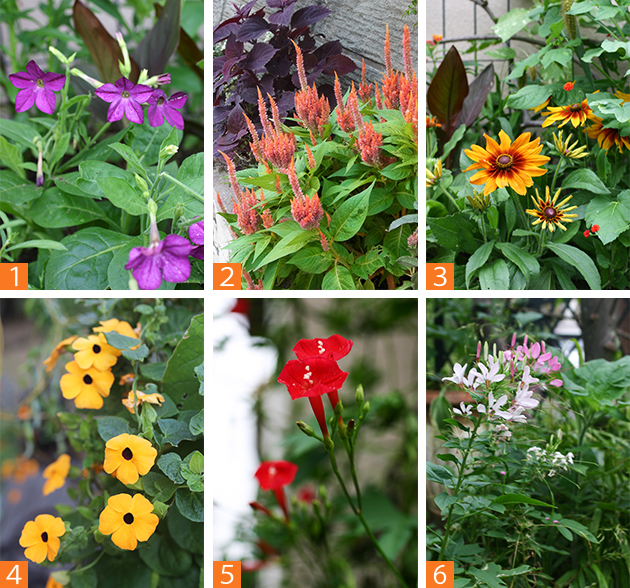 春まきの草花たち（1）ニコチアナ（2）羽毛ケイトウ（3）ルドベキア（4）ツンベルギア（5）ルコウソウ（6）クレオメ