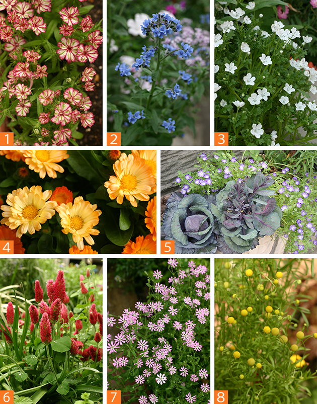 秋まきの草花たち（1）フロックス（2）シノグロッサム（3）ネモフィラ（4）カレンジュラ（5）紫キャベツ（6）クリムソンクローバー（7）シレネ（8）セファラフォラ