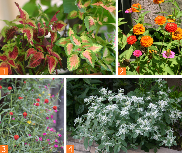 手入れの手間が掛からない、おすすめの夏の草花（1）コリウス（2）ヒャクニチソウ（ジニア）（3）センニチコウ（4）ハツユキソウ