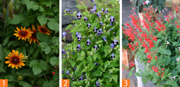 発芽適温20℃前後の草花たち。八重ザクラが散るころからタネまきができます（1）ルドベキア（2）トレニア（3）サルビア コッキネア