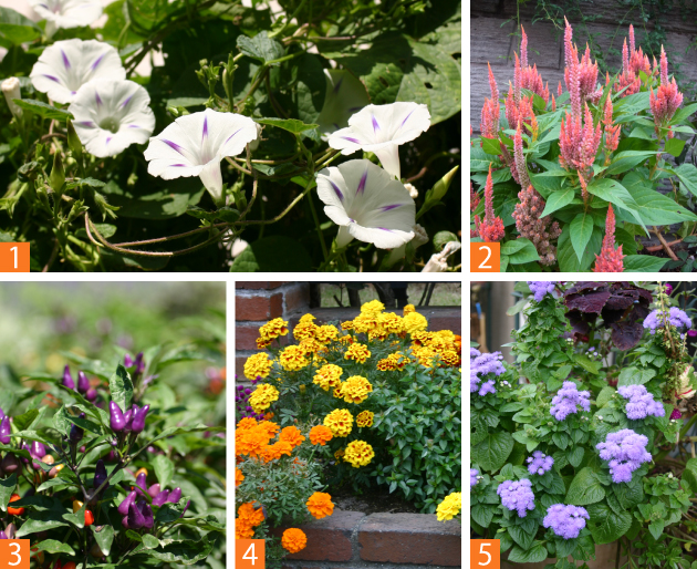 5月を過ぎてからがまき時になる、高温発芽性の草花（1）西洋アサガオ（2）羽毛けいとう（3）観賞用トウガラシ。秋に日が短くなってからよく咲くので、遅まきもおすすめです（4）マリーゴールド（5）アゲラタム