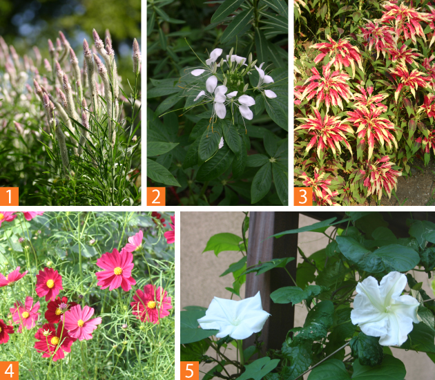つる性、高性種の草花は、遅まきすると伸びを抑えられます（1）ヤリゲイトウ（2）クレオメ（3）葉げいとう（4）コスモス（5）ヨルガオ