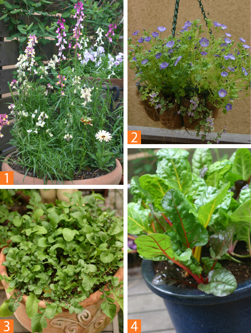 鉢植えも直まきが手軽。大鉢ならボリュームも出ます（1）リナリア（2）ネモフィラ（3）ロケット（4）スイスチャード