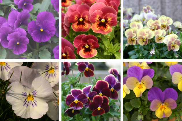 パンジーとビオラは花顔がさまざま。他の草花と合わせやすいのは、ブロッチ（花の中心に入る斑紋）やヒゲのないクリアカラーです
