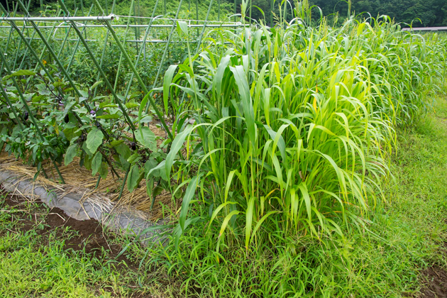 ナス栽培では、風よけと害虫対策にソルゴー栽培が効果的　写真：谷山真一郎