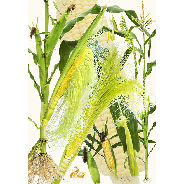 写真集『野菜美』（新樹社刊）より