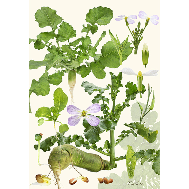 写真集『野菜美』（新樹社刊）より