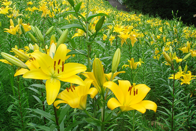 林の中でもひときわ目立つ黄花がリレー式に咲くゾーン