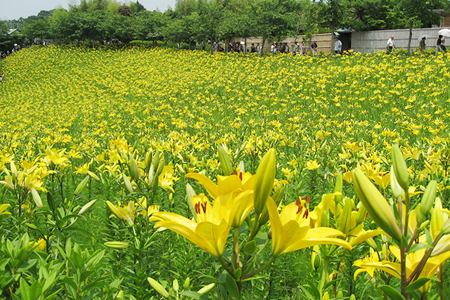 初夏の心地よい日差しをたっぷり浴びて満開になったユリ