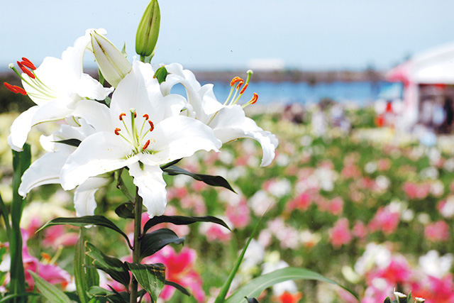初夏、太陽の日差しに負けずに元気に咲く花姿は愛らしい
