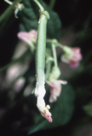 菌核病の被害を受けたインゲン