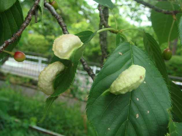 サクラフシアブラムシの被害を受けて虫コブができたサクラ（写真提供：HP埼玉の農作物病害虫写真集）