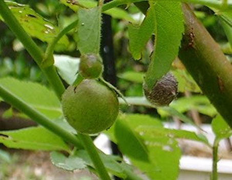 バラハタマバチがつくったコブ（写真提供：住友化学園芸株式会社）