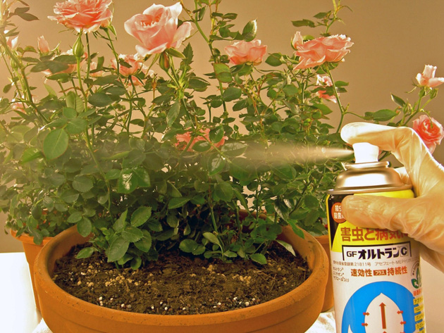 バラに「GFオルトラン(R)C」をまいて、うどんこ病の予防をしている様子（写真提供：住友化学園芸株式会社）