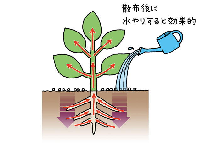 散布後に水やりすると効果的