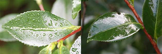 展着剤なし(左)と展着剤あり(右)の植物の様子（写真提供：住友化学園芸株式会社）