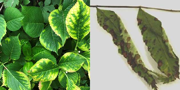 アジサイの薬害(左)ナナカマドの薬害(右)（写真提供：住友化学園芸株式会社）