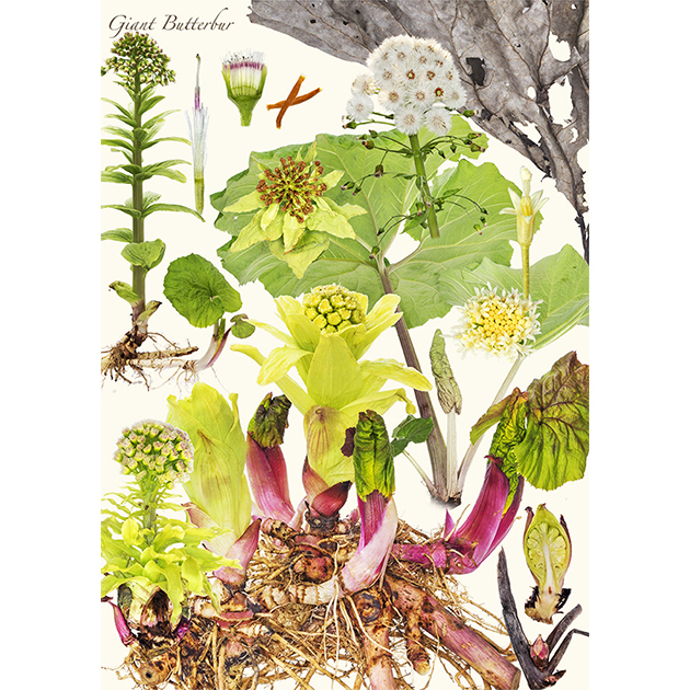 写真集『野菜美』（新樹社刊）より