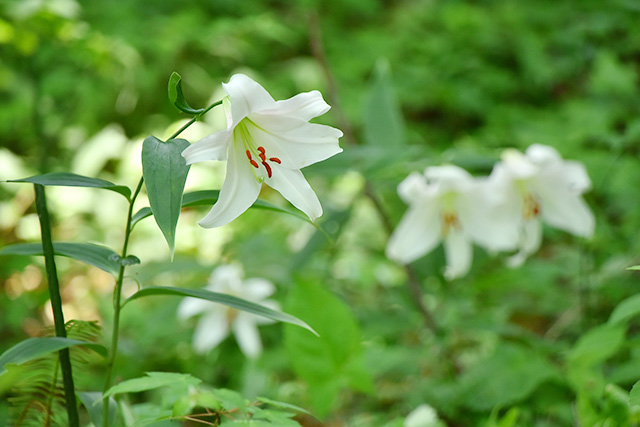 新緑の中、純白の花がまぶしい自生のササユリ