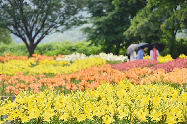 6月中旬～下旬のみ限定公開するユリの花畑「秘密の花園」