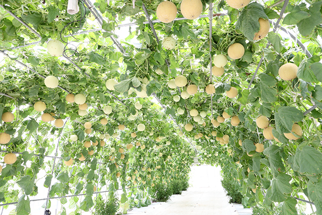 ネットメロン「ころたん(R)」のトンネル