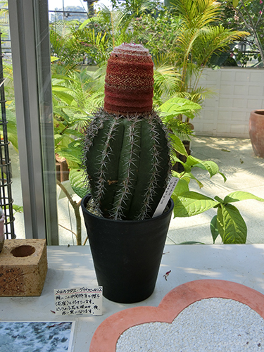 「メロカクタス グラウセッセンス」。頭にこの仲間特有の帽子（花座）をつける。ピンクの小花を咲かせ、その後赤い実がなる