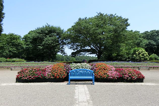 みんなの花壇「サンパチェンス」