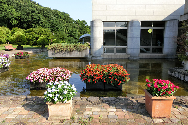 水面に映る花姿も楽しめる、水上「サンパチェンス」