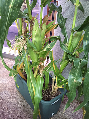 鉢植えトウモロコシ。鉢でも栽培できるのです