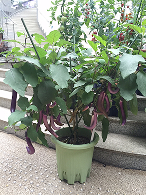 ナス「マー坊」鉢植え栽培。1株でこんなに実がつきます